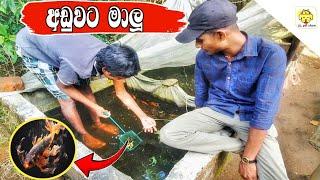 how to start a fish farming business  |  visiting the beutiful fish farm | sl pet show