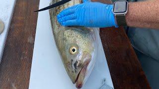 How To Fillet & Clean Striped Bass