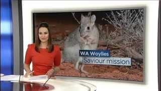 ABCTV News – WA Woylies Saviour Mission at Mt Gibson (06.09.15)