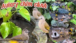 Ngắm nhìn những loài chim cảnh Tắm & Vui Đùa cùng nhau trong Aviary rộng 10m2 || Đạt Bird TV