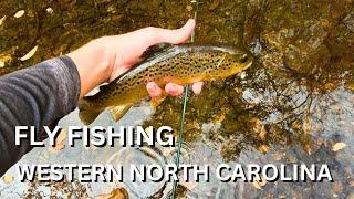 Fly Fishing Western North Carolina With Beautiful Fall Colors (AMAZING DRY FLY EATS!!!!)