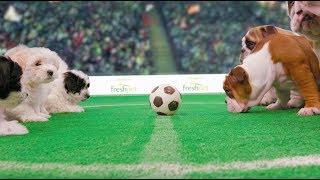 Freshpet Pups Playing Football To Calm You Down During The Big Match