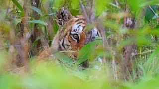 Unforgettable Big Cat Sightings at Pench National Park