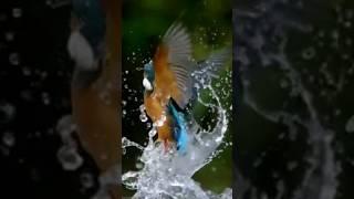 kingfisher hunting fish | kingfisher catch fish #bird