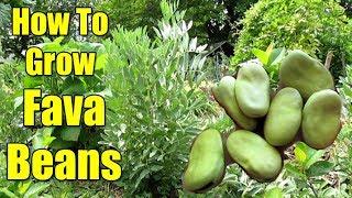 How To Grow Fava Beans aka Broad Beans | All You Need To Know!