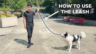 How to PROPERLY use a LEASH (don't make these mistakes)