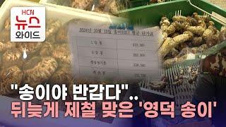 "송이야 반갑다"… 뒤늦게 제철 맞은 '영덕 송이'/ HCN경북방송