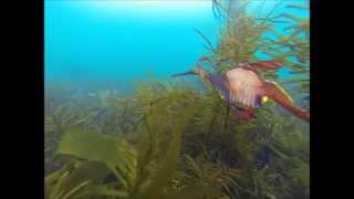 weedy sea dragon, Fortescue bay, Tasmania