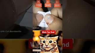Guess The Number  #cat #memes #popular #meme #trending #duet #respect #funny #viralshort #latest