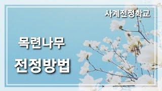 목련나무 전정방법 #28사계전정학교