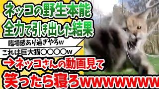 [2ch Animal Thread] I kept pointing at a cat who didn't like my finger → The result lol