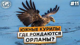 Южные Курилы: орлан белохвост, папоротники  и полоз  | @Русское географическое общество