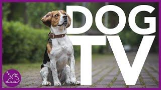 DOG TV - Deeply Entertaining Video For Dogs To Watch (NEW)