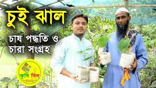 চুই ঝাল (Chui Jhal Tree)। চারা সংগ্রহ ও চাষ পদ্ধতি । KrishiBID ।। 01531560024