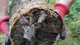 Feige umtopfen französische Sorte Jannot (Ficus carica)