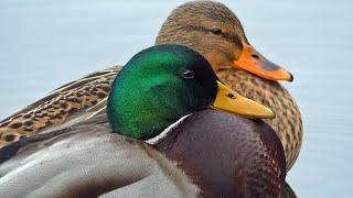 Mallard Calls in a Winter Landscape | Mallard Duck Sounds