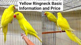 Indian Ring neck Parrot Basic Information