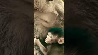 babymonkey  Breastfeeding MOM ️