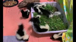 We Love Baby Skunks