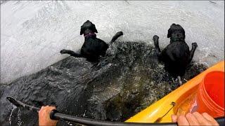 Saving 2 Dogs from Drowning in a River