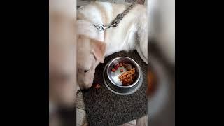 Ruby Eating Gokulastami Festival Foods/Ruby The Labrador.