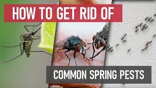 How to Get Rid of Common Springtime Pests [DIY Pest Control]