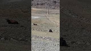 Toros en Sierra Nevada