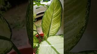 Variety plant # variety #plants #bestairpurifyingindoorplants