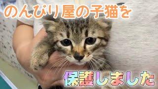 はぐれた子猫を保護し病院へ。注射されたら死んたフリをする子猫ちゃん（笑）かわいいです【We rescued a kitten】