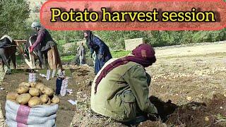 potato harvest Afghanistan village 