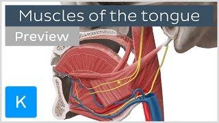 Muscles of the tongue (preview) - Human Anatomy | Kenhub