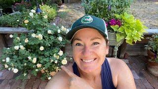 Follow up on Rose Pruning and Container Rose Review