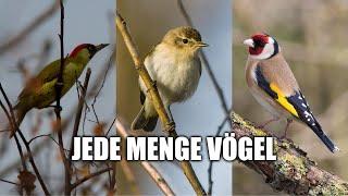 Alles ist voll! - Zugvögel in der Hecke