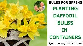 HOW TO PLANT DAFFODIL BULBS IN POTS - DAFFODIL BULBS IN CONTAINERS