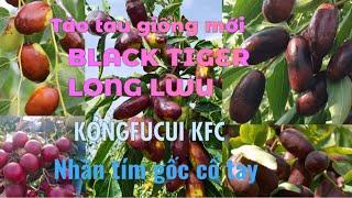 Vlog#85(reupload): Nhãn tím gốc cổ tay- Táo tàu mới Black Tiger/ Long LWU. Táo tàu Kongfucui KFC.