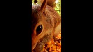 Wild Bird Feeder - Hidden Camera