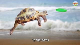 אפליקציית הוביז - רשת חברתית לתחביבים משותפים