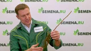 Саженцы плодовых культур от интернет-магазина SEMENA.RU. Ответы на вопросы.