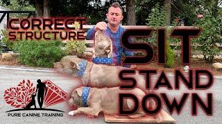 Sit Stand Down, IMPORTANT for creating connections with your dog *READ BELOW & LEARN MY WAY *