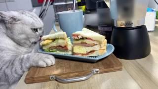 【Cooking Cat】Energy Breakfast | 料理猫王之元气早餐