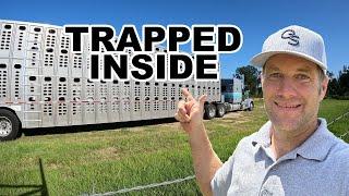 What it’s like INSIDE a cattle hauler