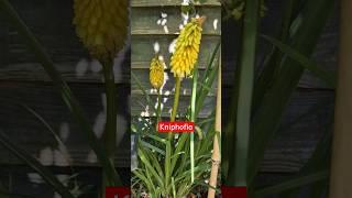 Red Hot Pokers are out | Kniphofia | Tropical hardy plant #shootsvideo #subtropical #garden