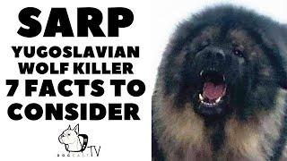 Before You Buy a Dog - SARPLANINAC - 7 facts before you choose them! DogCastTV!