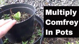 How to multiply comfrey without cutting it down, a pollinator friendly method.