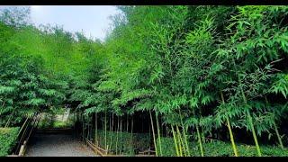 The Natural Wonders in the Heart of History: Visiting the Bamboo Garden of Ramsar Palace in Iran