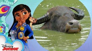 Water Buffalo | Disney Animals: Look Closer with Mira! | @disneyjr