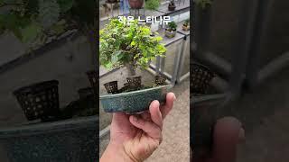#느티나무#느티나무분재#느티분재#미니분재#소품분재#bonsai