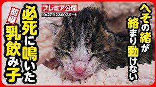 【子猫 保護】お母さん助けて...へその緒がついた乳飲み子2匹を緊急保護しました【前編】