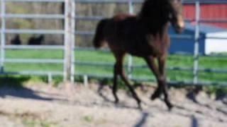 GaitedMorgan  filly in small round pen