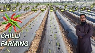 How to grow green chilli, best time, seeds, beds and growing method tips in tunnel farming, IR farm